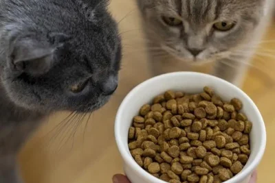 9 Rekomendasi Makanan Kucing dengan Nutrisi Lengkap