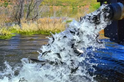 Arizona Closes San Carlos Lake After Complete Fish Die-Off