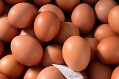Pemerintah Integrasikan Telur Peternak Jawa Timur ke Program Makan Bergizi Gratis
