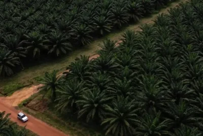 Kementan Periksa 300 Perusahaan Sawit yang Tak Sesuaikan Harga TBS Petani