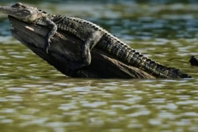 Alligator Attacks Fleeing Driver in Louisiana Swamp During Police Pursuit
