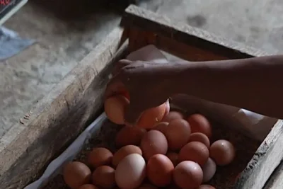 Mentan Intervensi Pasar Atasi Penurunan Harga Telur Ayam