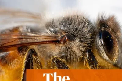 The Real Culprit Behind Bee Losses: Industrial Food System