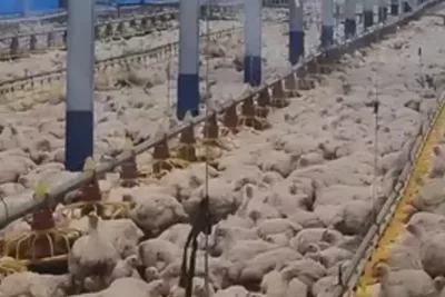 Dewi Shri Farmindo Akuisisi Aset 1,5 Hektar di Cikarang untuk Ekspansi Pangan