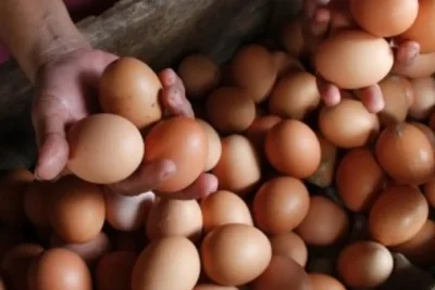 Kementan Usul Frekuensi Konsumsi Telur dan Ayam dalam Program MBG Ditambah