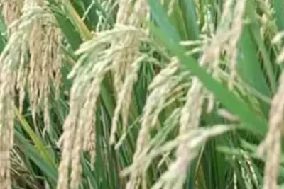 Kementan Targetkan Produksi Beras 34,83 Juta Ton dan Usul Tambah Anggaran Rp22,43 Triliun