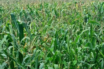 Petani Optimistis Target Produksi Jagung 18 Juta Ton Tercapai