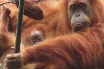 Siklon Tropis Senyar Tewaskan Puluhan Orangutan Tapanuli, Populasi Makin Kritis