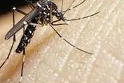 Mantan Direktur WHO Ingatkan Ancaman Dengue pada Hari Dengue Sedunia