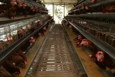 Pemerintah Optimalkan Penyerapan Telur dan Ayam Lewat Makan Bergizi Gratis