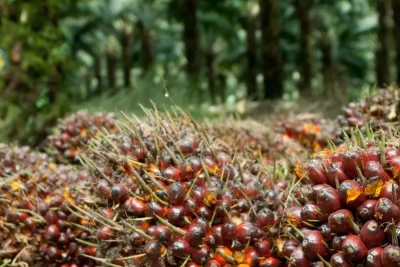 Nusantara Sawit Sejahtera Bagikan Dividen Final Rp119 Miliar