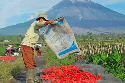 BRI Salurkan KUR Rp84,36 Triliun hingga Mei 2026, Fokus ke Sektor Produktif
