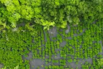 Restorasi Mangrove di Kao Maluku Utara Capai Keberhasilan 90 Persen